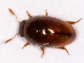 Olibrus liquidus